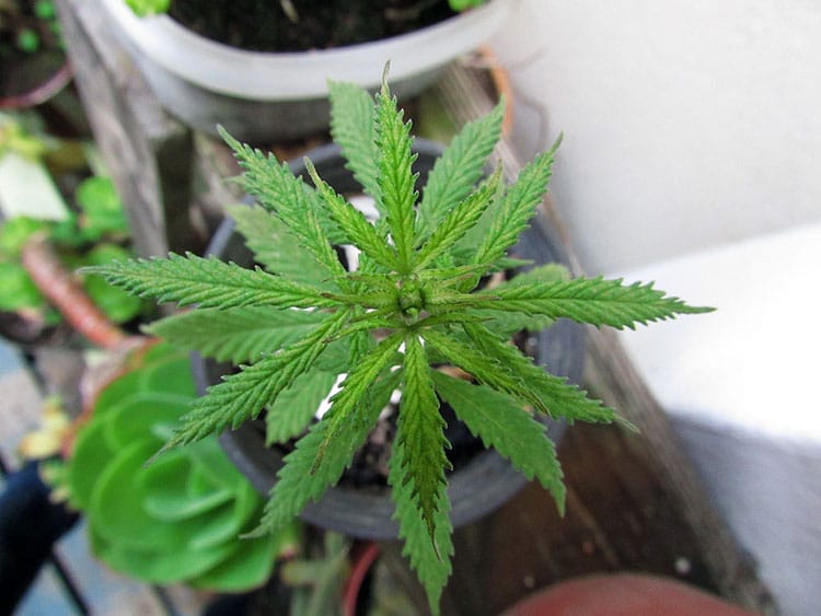 Cannabis plant