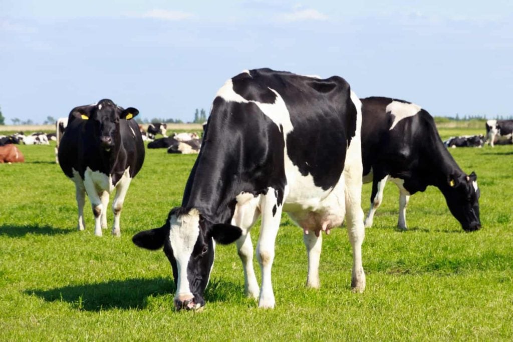 Feds: If Cows Eat Hemp, Will Milk Make You High?