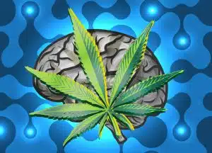 CBG Marijuana Brain Tumor Study