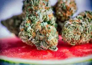 Most Important Terpenes