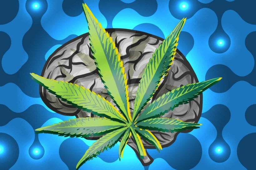 CBG Marijuana Brain Tumor Study