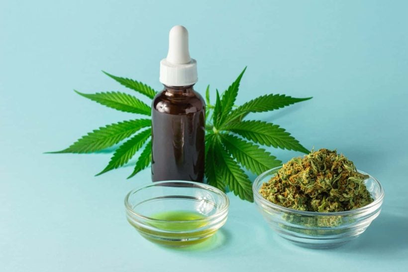 Hemp Oil vs Marijuana CBD