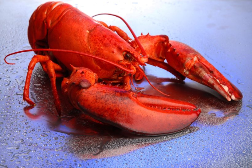 lobster marijuana study