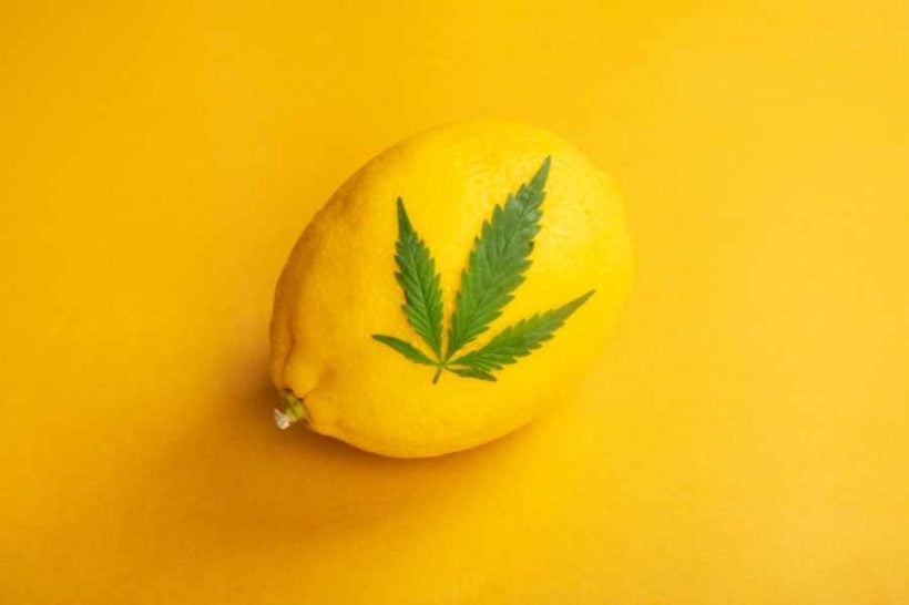 limonene cannabis terpene