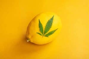 limonene cannabis terpene