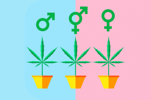 male and female cannabis plant cartoon