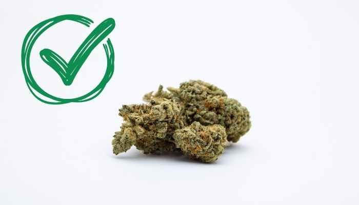 marijuana flower with check mark